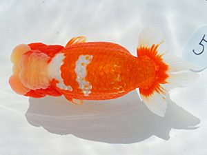 第61回日らん 取締二 大久保義彰 千葉 第61回日らん 取締二 大久保義彰 千葉