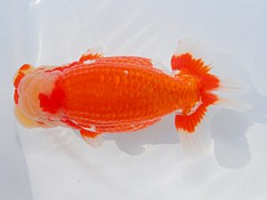 第61回日らん 東関脇 高地成弥 東京 第61回日らん 東関脇 高地成弥 東京