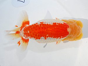 第61回日らん 西関脇 東 秀明 福岡 第61回日らん 西関脇 東 秀明 福岡