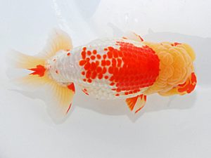 第61回日らん 東小結 稲葉信泰 愛知 第61回日らん 東小結 稲葉信泰 愛知