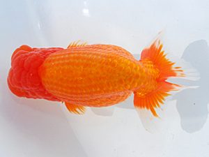 第61回日らん 西小結 高地辰夫 東京 第61回日らん 西小結 高地辰夫 東京