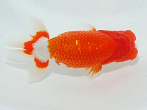 日らん　竹内誠司　愛媛