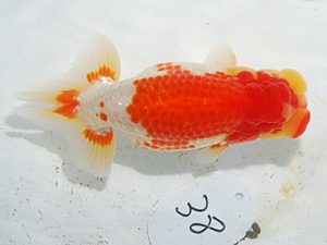 日らん　原田和彦　岡山