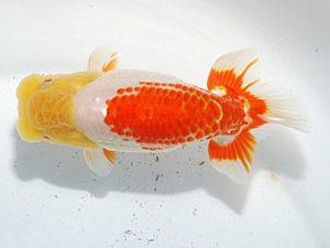 日らん　田中康浩　愛知