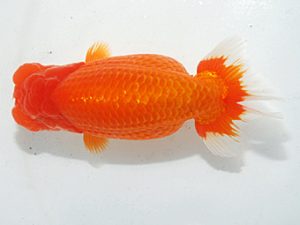 日らん 武下喜一　愛媛