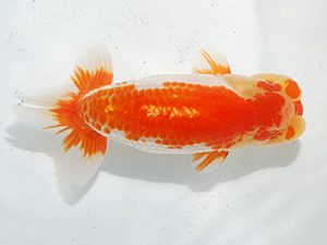 日らん 清田良也　愛知