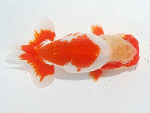 日らん　江副　誠　佐賀