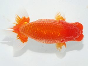 日らん　中川元吉　静岡