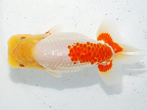 日らん　中村優作　愛媛