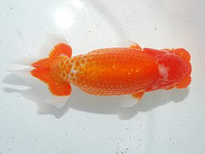 日らん 吉村友良　静岡