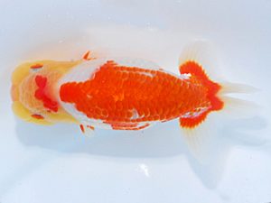 日らん 岩崎正樹　香川