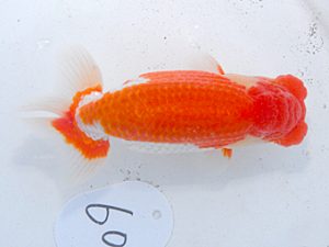 日らん　志村雄三　山梨