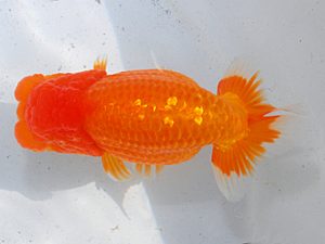 日らん 佐々木達也　福岡