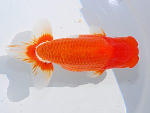 日らん　三田保之　愛知