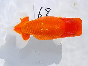 日らん 野中勝次　佐賀