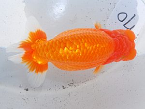 日らん 川口守秀　福岡