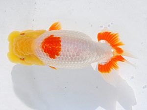 日らん　胡本佳孝　岡山