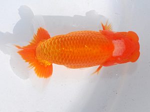 日らん 柏野正彦　岡山