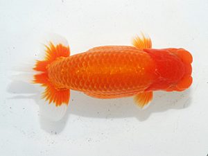 日らん 瀬野正樹　徳島