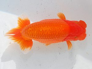 日らん　鈴木和也　静岡