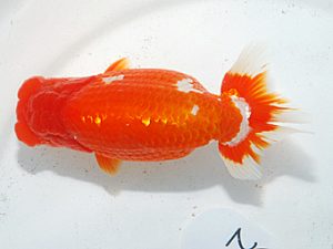 日らん　武下喜一　愛媛