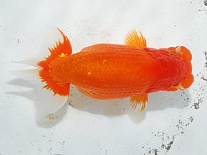 日らん 矢ケ崎伸司　東京