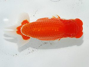 日らん 小山徹志　山梨