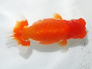 日らん　丹下　常　愛媛