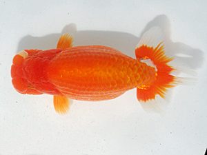 日らん 津島洋介　愛媛