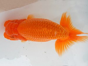 金魚文化連合会　二歳会　東大関　立松和三