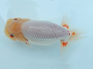 金魚文化連合会　二歳会　西大関　鎌田芳男