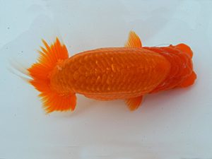 金魚文化連合会　二歳会　立行司　伊藤政美