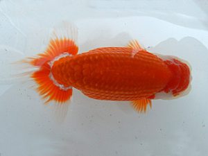 金魚文化連合会　二歳会　東取締　立松和三