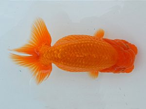 金魚文化連合会　二歳会　西取締　立松和三