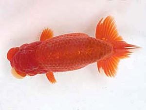 知多昇蘭会　明け二歳会　西大関　渡辺裕樹　武豊