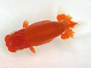 知多昇蘭会　明け二歳会　立行司　都築正典　常滑