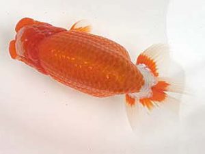 知多昇蘭会　明け二歳会　東取締　十河哲也　武豊