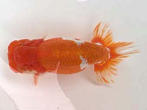 知多昇蘭会　明け二歳会　東大関　石黒英明　南知多