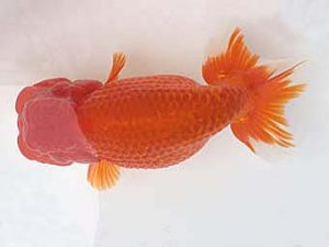 知多昇蘭会　明け二歳会　西大関　渡辺裕樹　武豊