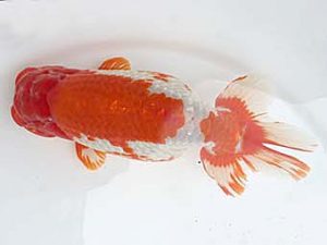 知多昇蘭会　明け二歳会　立行司　石丸満春　佐屋