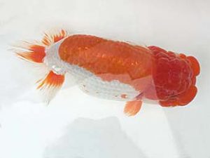 知多昇蘭会　明け二歳会　東取締　石丸満春　佐屋