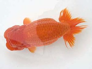 知多昇蘭会　明け二歳会　西取締　出口智教　東員