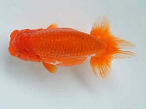 愛媛県らんちゅう愛好会　二歳会　１席　高岡泰雄