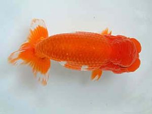 愛媛県らんちゅう愛好会　二歳会　２席　山口人史