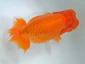 愛媛県らんちゅう愛好会　二歳会　４席　松友正一