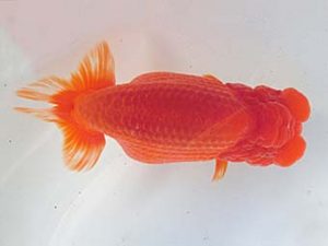 志摩紅鱗会 平成29年度春季品評大会 東大関 小濱照明 志摩紅鱗会 平成29年度春季品評大会 東大関 小濱照明