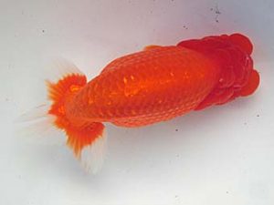 志摩紅鱗会 平成29年度春季品評大会 西大関 小濱照明 志摩紅鱗会 平成29年度春季品評大会 西大関 小濱照明