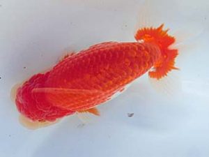 志摩紅鱗会 平成29年度春季品評大会 立行司 宮脇 洋 志摩紅鱗会 平成29年度春季品評大会 立行司 宮脇 洋