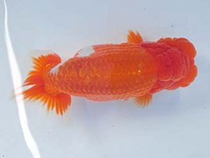 志摩紅鱗会 平成29年度春季品評大会 取締一 山口広隆 志摩紅鱗会 平成29年度春季品評大会 取締一 山口広隆