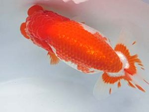 志摩紅鱗会 平成29年度春季品評大会 東大関 大田恒男 志摩紅鱗会 平成29年度春季品評大会 東大関 大田恒男